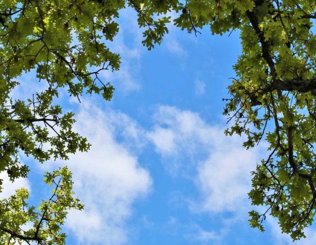 Tree Framed Blue Sky Background Free Stock Photo - Public Domain Pictures