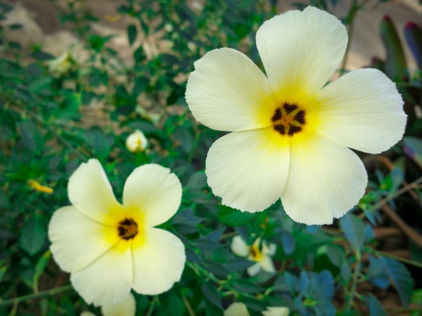 Fleur tropicale blanche Photo stock libre - Public Domain Pictures