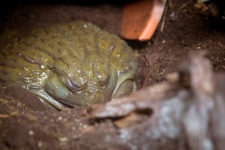 African bullfrog