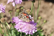 American Lady Butterfly en Flor 2