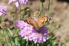 American Lady Butterfly auf Blume 3
