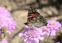 American Lady Butterfly en flor 4