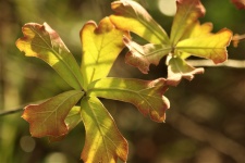Back-lit Oak Leaves In Spring