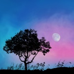 Drzewo księżyc sylwetka krajobraz