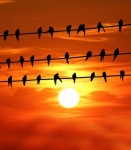 Uccelli sul filo tramonto