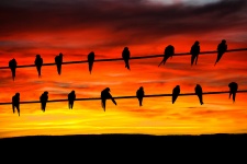 Vögel auf Draht Sonnenuntergang