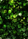 Bokeh zöld fények háttér