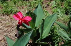 Bright pink canna flower in sun