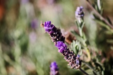 Bright purple lavender flower stalk