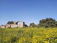Bizantyjskie ruiny w Izraelu na wiosnę