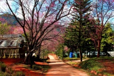 Flores de cerezo Sakura Tailandia