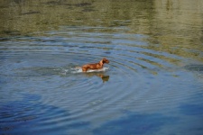 Cachorro entrando na água
