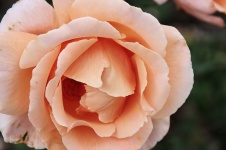 Close-up of large orange rose