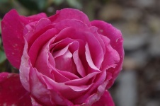 Detail růžové vrásčité růže