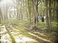 Linie de haine în pădure