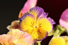 Colorful Pansies And Dew Close-up