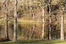Country Pond in Spring
