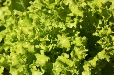 Curly leaf lettuce leaves in sun
