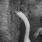Cisne de pescoço comprido