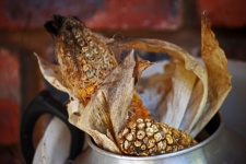 Dried Corn In Old Teapot