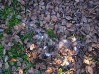 Dry leaves on grass & seed fluff