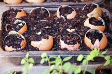 Eggshell Seed Trays With Compost