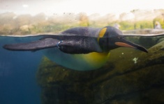 Emperor penguin swimming