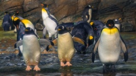 Pingwiny cesarskie