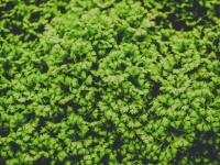 Fern Leaves Green Background