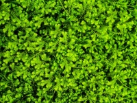 Fern leaves green background