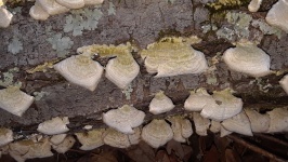 Fungi On Trunk Of Fallen Tree