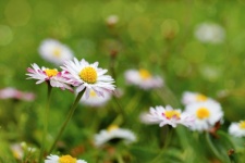 Daisy blossom flower meadow