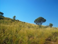 Grasland en bomen die een heuvel bedekke