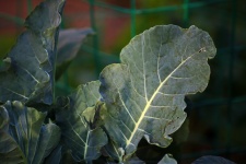 Green Broccoli Leaves With White
