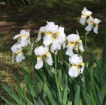 Group Of White Bearded Iris 2