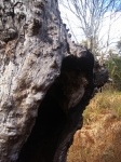 Hollow in remnant of old dead tree