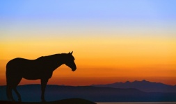 Sagoma di cavallo all'alba