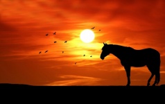 Paard silhouet bij zonsondergang