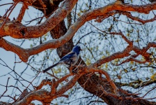 Bluejay em uma árvore