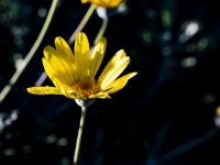 Floare galbenă de margarete
