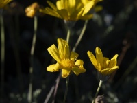 Floare galbenă de margarete