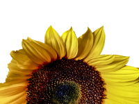 Sunflower Half with Copy Space