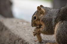 Bryant Fox Squirrel Eating