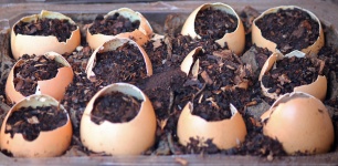 Improvised Eggshell Seed Tray