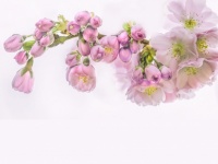 Primavera de árvore de flor de cerejeira