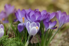 Crocus blossom flower purple