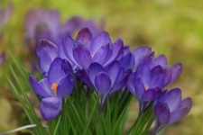 Floare de flori de crocus violet