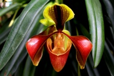 Dáma střevíček Orchid Inthanon National
