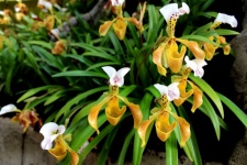 Dáma střevíček Orchid Inthanon National