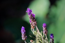Lavender stalk with purple flower